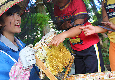 ハチミツ収穫祭