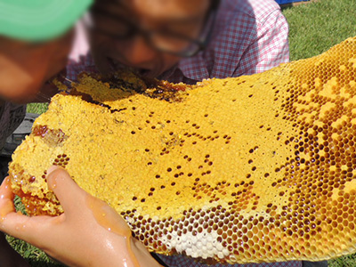 ミツバチ収穫祭