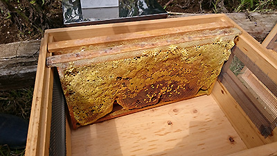 ミツバチさんの巣箱