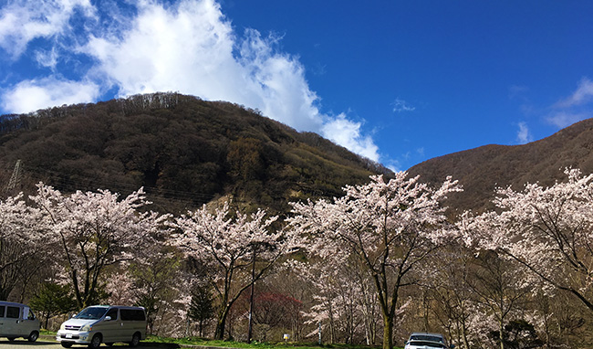 富士見町にも桜前線が到着！（2017年）