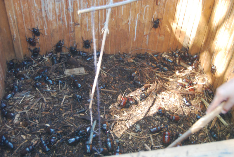 第42回 富士見OKKOH が開催されました（2025）