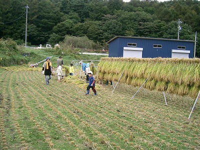 ほそかわ農園で開催された稲刈り会