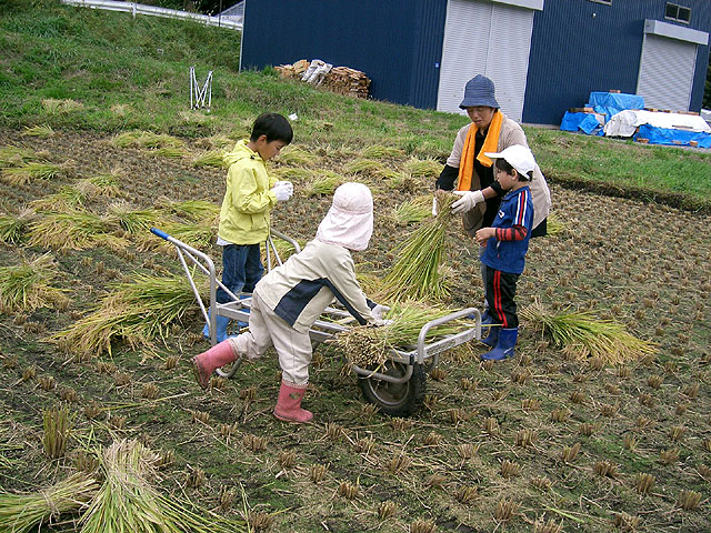 ほそかわ農園で開催された稲刈り会
